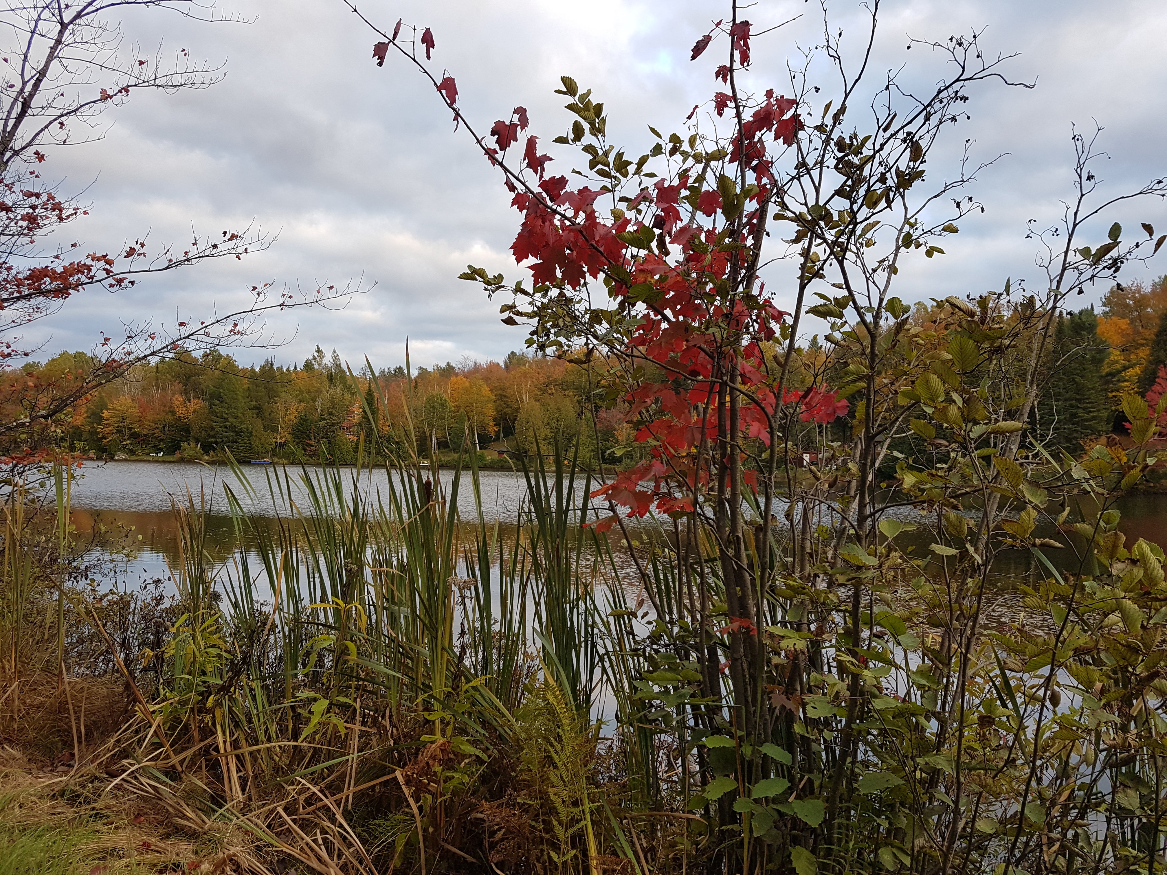 lake, fall colours