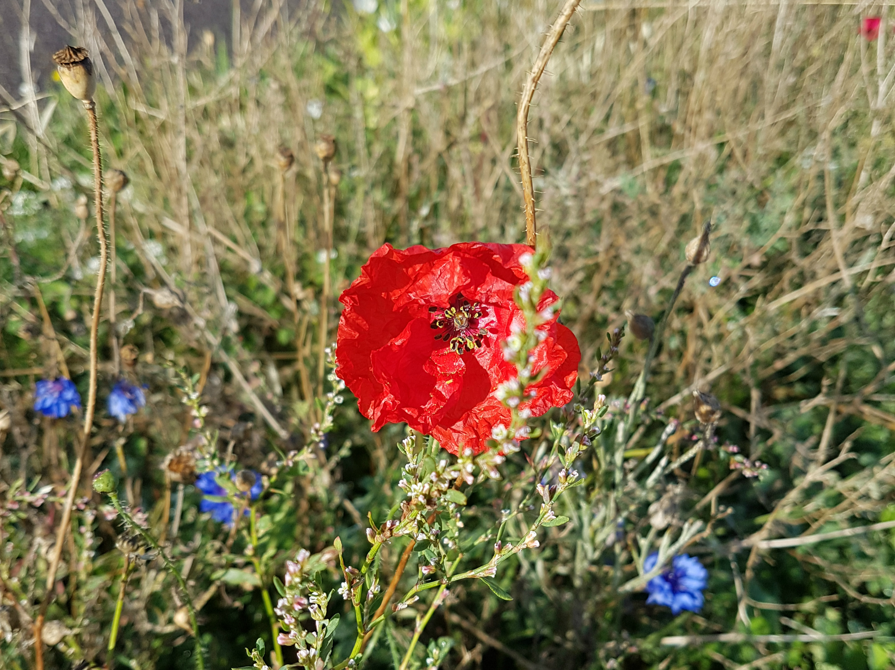 Remembrance day poppy